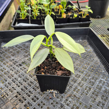Load image into Gallery viewer, Philodendron Hastatum Silver Sword, Exact Plant Variegated Ships Nationwide
