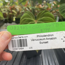 Load image into Gallery viewer, Philodendron Verrucosum Amazon Sunset exact plant, Fedex 2day*
