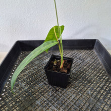 Load image into Gallery viewer, Philodendron Patriciae exact plant, Fedex 2day*
