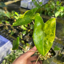 Load image into Gallery viewer, Alocasia Zebrina Aurea variegated 2.5" pot, Fedex 2day*
