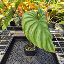 Load image into Gallery viewer, Philodendron Plowmanii, Exact Plant Ships Nationwide
