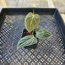 Load image into Gallery viewer, Philodendron Melanochrysum, Exact Plant Ships Nationwide
