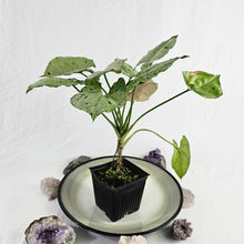 Load image into Gallery viewer, Syngonium Green Splash, Exact Plant Variegated Ships Nationwide
