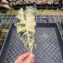 Load image into Gallery viewer, Alocasia Polly Snowflake Pink variegated exact plant, Fedex 2day*
