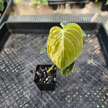 Load image into Gallery viewer, Philodendron Melanochrysum, Exact Plant Variegated Ships Nationwide
