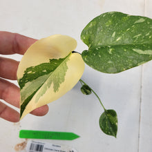 Load image into Gallery viewer, Monstera deliciosa green snow, Exact Plant Ships Nationwide
