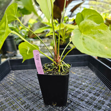 Load image into Gallery viewer, Anthurium Watermaliense, Exact Plant
