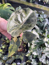 Load image into Gallery viewer, Alocasia Sedenii Aurea Variegated 2.5" pot, Fedex 2day*
