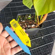 Load image into Gallery viewer, Philodendron Pastazanum, Exact Plant Ships Nationwide
