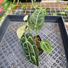 Load image into Gallery viewer, Anthurium &quot;Michelle x Zara&quot; x Noid Hybrid, Exact Plant Ships Nationwide
