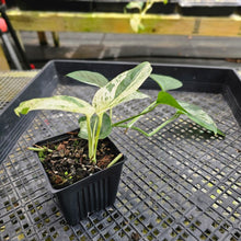 Load image into Gallery viewer, Epipremnum Pinnatum Marble, Exact Plant Variegated Ships Nationwide
