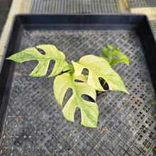 Load image into Gallery viewer, Rhaphidophora Tetrasperma White Monster, Exact Plant Variegated Ships Nationwide
