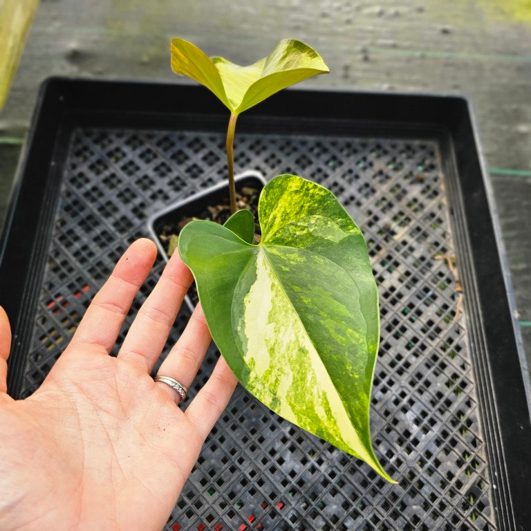 Anthurium Andraeanum White Heart, Exact Plant Variegated Ships Nationwide