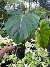 Load image into Gallery viewer, Philodendron Pastazanum 6" pot, Fedex 2day

