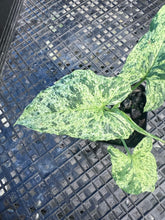 Load image into Gallery viewer, Syngonium Mojito, Exact Plant Variegated Ships Nationwide
