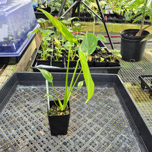 Load image into Gallery viewer, Monstera marilyn variegated, Exact Plant Ships Nationwide.
