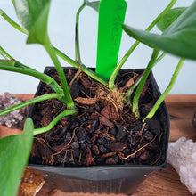 Load image into Gallery viewer, Epipremnum Aureum Jessenia Pothos Variegated 4&quot; pot, ships nationwide
