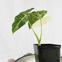 Load image into Gallery viewer, Alocasia Frydek, Exact Plant Variegated
