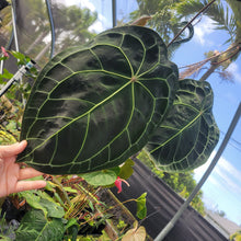Load image into Gallery viewer, Anthurium Ace of Spades, Exact Plant Ships Nationwide
