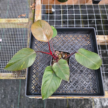Load image into Gallery viewer, Philodendron Orange Princess, Exact Plant Variegated Ships Nationwide
