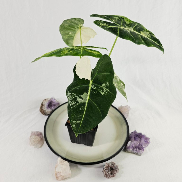 Alocasia Frydek, Exact Plant Variegated Ships Nationwide