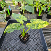 Load image into Gallery viewer, Alocasia Gageana Aurea, Exact Plant Variegated Ships Nationwide
