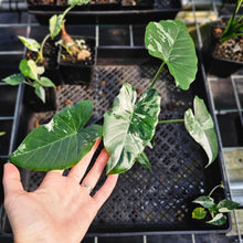 Load image into Gallery viewer, Alocasia Odora, Okinawa Silver, Exact Plant Variegated With babies
