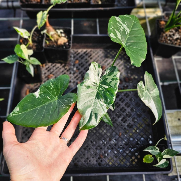 Alocasia Odora, Okinawa Silver, Exact Plant Variegated With babies