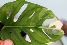 Load image into Gallery viewer, Variegated Monstera Adansonii Albo Tricolor Exact Plant Ships nationwide
