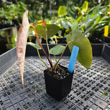 Load image into Gallery viewer, Anthurium Ace Of Spades X Papillilaminum, Exact Plant
