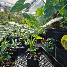 Load image into Gallery viewer, Alocasia Gageana Aurea, Exact Plant Variegated With babies
