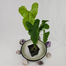 Load image into Gallery viewer, Anthurium Balaoanum &quot;Dussii&quot;, Exact Plant Ships Nationwide
