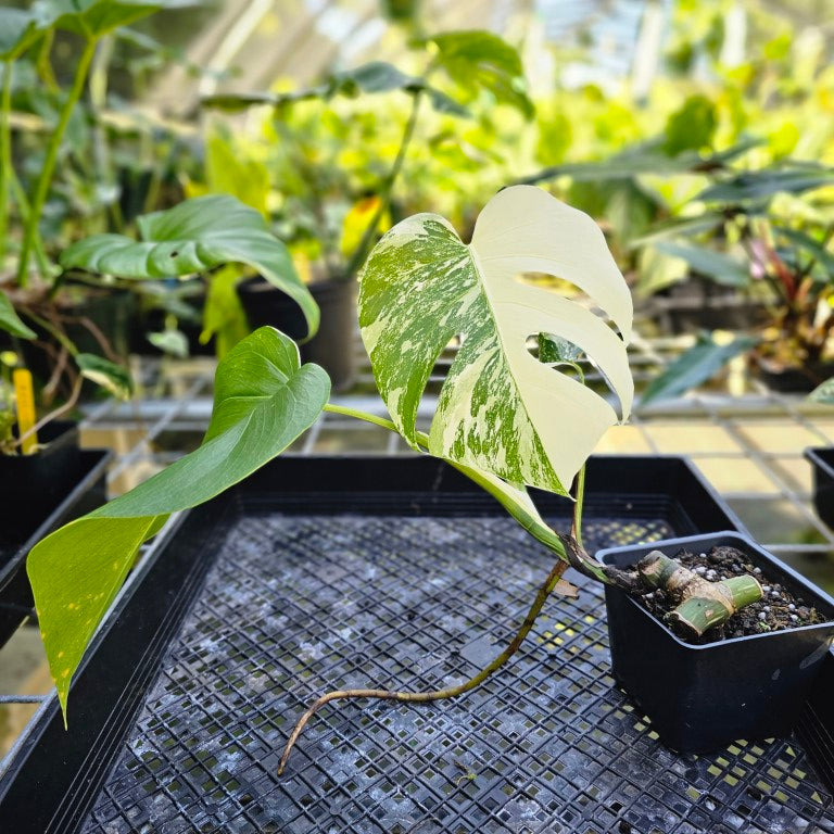 Monstera Borsigiana Albo Deliciosa, Exact Plant Variegated