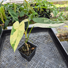Load image into Gallery viewer, Philodendron Ilsemanii, Exact Plant Variegated Ships Nationwide
