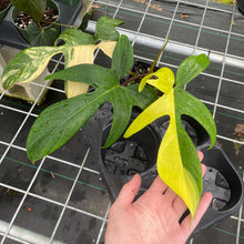 Load image into Gallery viewer, Philodendron Florida Beauty, Exact Plant Variegated
