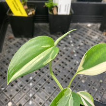 Load image into Gallery viewer, Scindapsus Blue Albo Variegated 2.5" pot, Fedex 2day*
