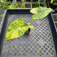 Load image into Gallery viewer, Alocasia Gageana Aurea, Exact Plant Variegated with babies
