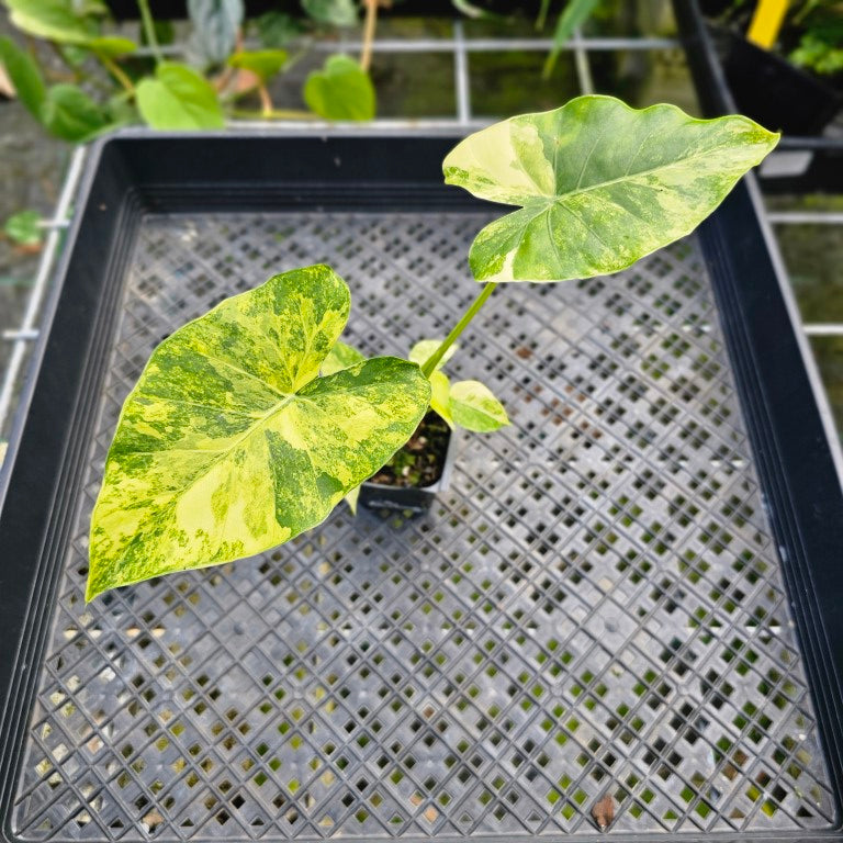 Alocasia Gageana Aurea, Exact Plant Variegated with babies