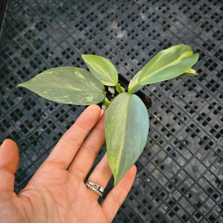 Philodendron Hastatum Silver Sword, Exact Plant Variegated Ships Nationwide