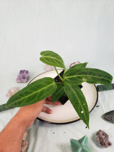 Load image into Gallery viewer, Warocqueanum, Exact Plant, Anthurium
