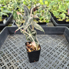 Load image into Gallery viewer, Alocasia Nobilis Pink variegated exact plant, Fedex 2day*
