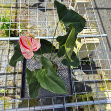Load image into Gallery viewer, Anthurium Shibori, Exact Plant Variegated
