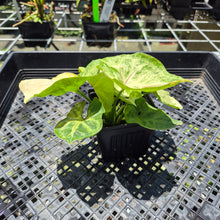 Load image into Gallery viewer, Syngonium Mango Allusion, Orm Thong Variegated exact plant, Fedex 2day*
