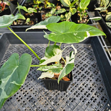 Load image into Gallery viewer, Alocasia Odora, Okinawa Silver, Exact Plant Variegated Triple plant Ships Nationwide
