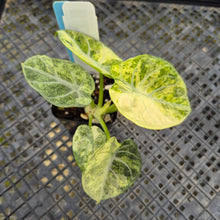 Load image into Gallery viewer, Alocasia Ninja, Exact Plant Variegated Ships Nationwide
