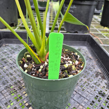 Load image into Gallery viewer, Anthurium Shibori, Exact Plant Variegated

