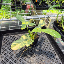 Load image into Gallery viewer, Philodendron Bipennifolium Variegated exact plant, Fedex 2day*
