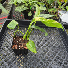 Load image into Gallery viewer, Monstera Lechleriana , Exact Plant Variegated Ships Nationwide
