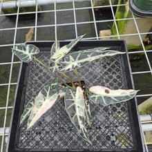 Load image into Gallery viewer, Alocasia Bambino Arrow Pink variegated exact plant, Fedex 2day*
