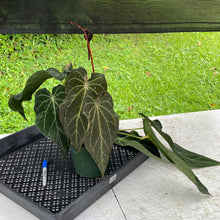 Load image into Gallery viewer, Anthurium Magnificum X AFF noid, exact plant, Fedex 2day*
